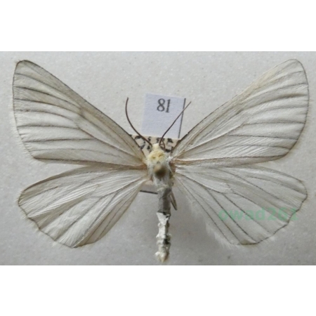 Siona lineata (Scopoli, 1763) Dyblik lniaczek Czech8l